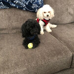 Unlisted items. Multiple items